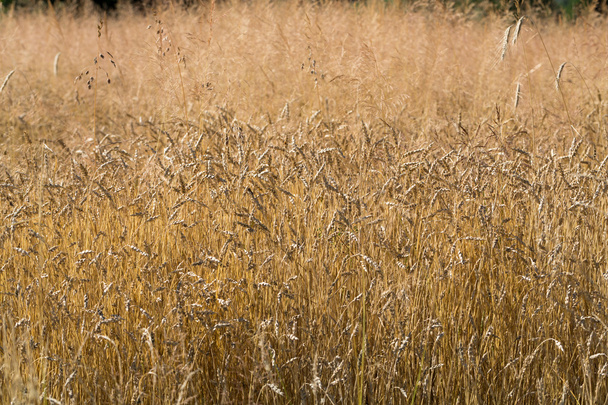 golden wheat in a farm field - Photo, Image