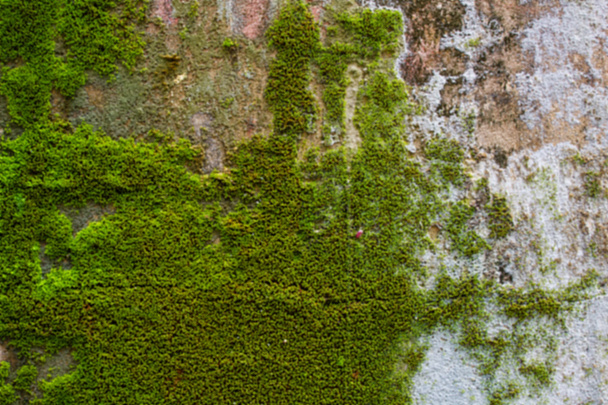 verschwommener grüner Efeu an Zementwand - Foto, Bild