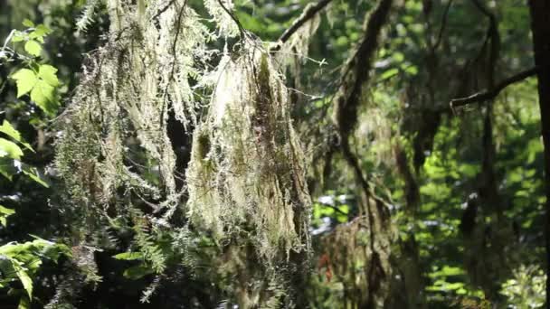 Moss blows in wind - Footage, Video