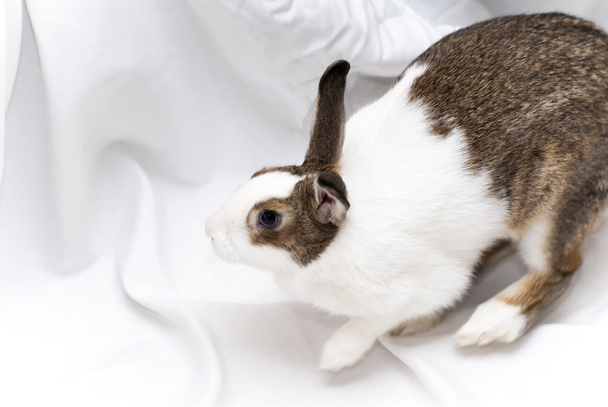 Szczegóły biały królik z brązowego - Zdjęcie, obraz