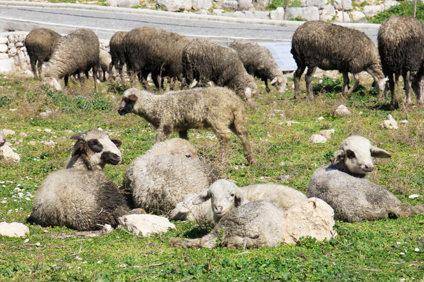 manada de ovinos brancos
 - Foto, Imagem