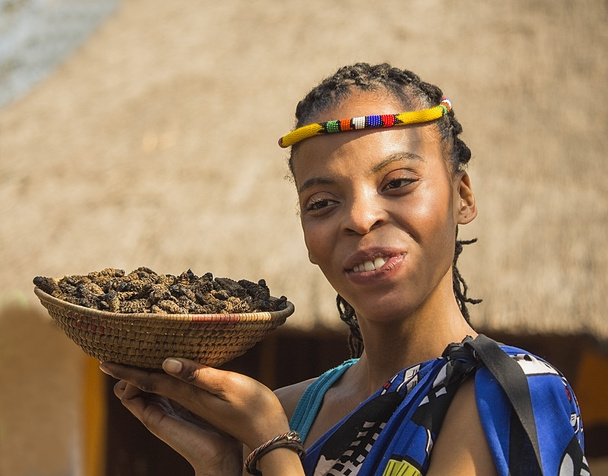 Νότια Αφρική, Gauteng, Lecedi, ένα πολιτιστικό χωριό (μοναδικό κέντρο αφρικανικού πολιτισμού) - 04 Ιουλίου 2015. Χαμογελώντας νεαρή γυναίκα Μπαντού έθνος εξυπηρετώντας φαγώσιμο κάμπιες για δείπνο. Κορίτσι προβολή καλάθι από κάμπιες στην παλάμη του. Νόστιμο φαγητό ασυνήθιστο. - Φωτογραφία, εικόνα