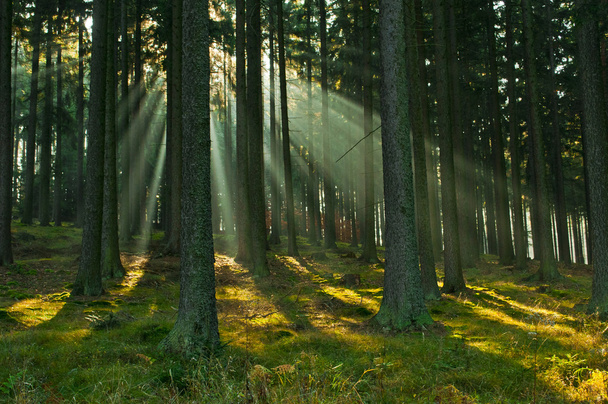 Bosbouw - Foto, afbeelding