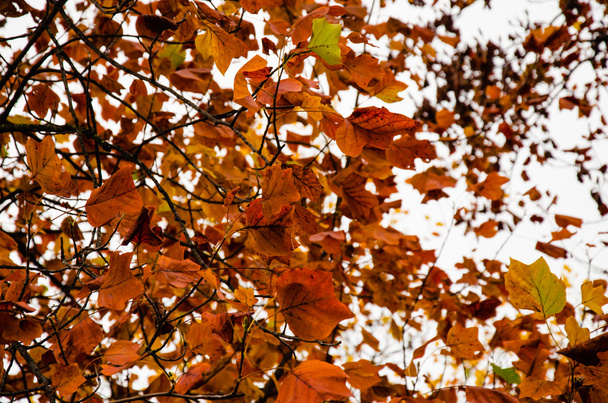 ramas y hojas rojas en otoño
 - Foto, Imagen