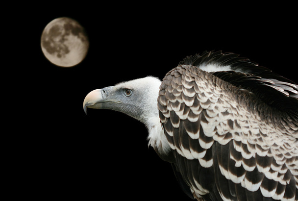Buitre con luna - Fotoğraf, Görsel