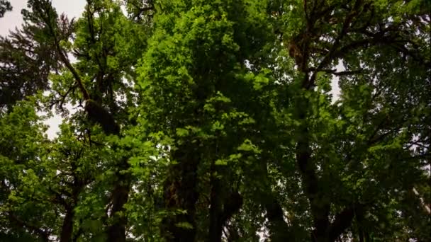 Baldacchino di alberi
 - Filmati, video
