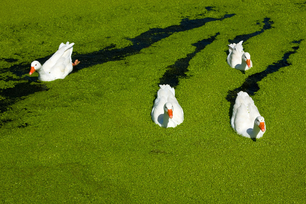 Fantastik four - white gooses in the green covered lake - Zdjęcie, obraz