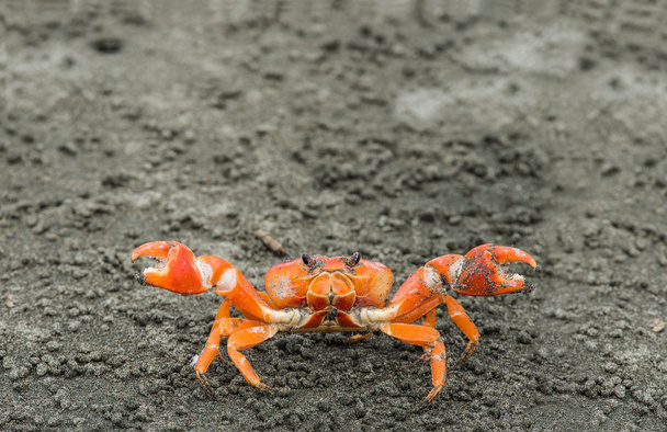 Sally Leichtfuß Krabbe Erz rote Klippe Krabbe, Ecuador - Foto, Bild