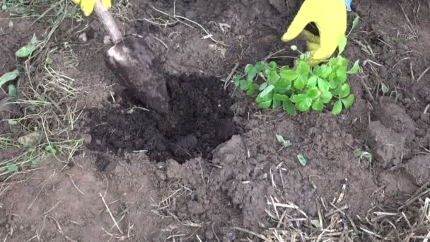 Садовник выращивает культивируемую клубнику
 - Кадры, видео
