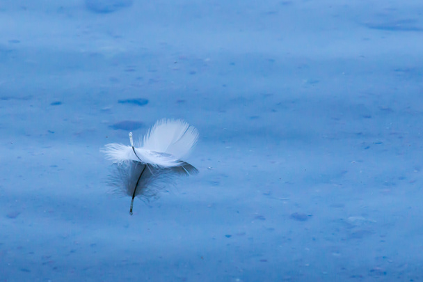 Feather on the water. - Photo, Image