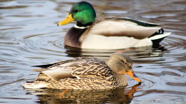 Mallard Ducks - Breeding Pair - Photo, Image