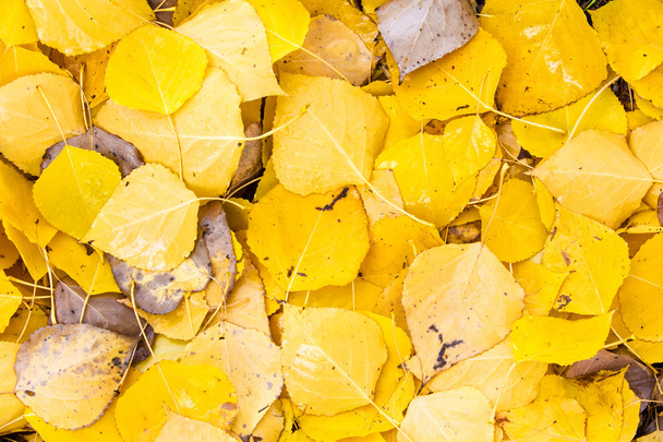texture autumn leaves - Photo, Image