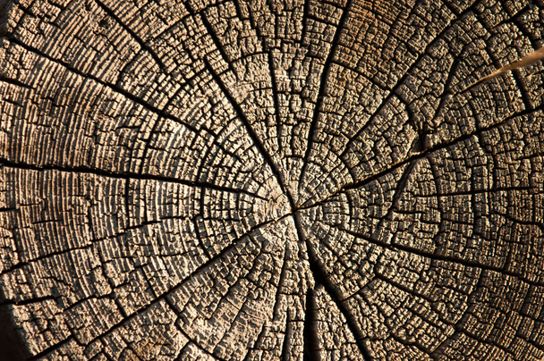 Фактура старої деревини (дошка). старий фон з дерева. старі, гранжеві дерев'яні панелі, що використовуються як фон
 - Фото, зображення