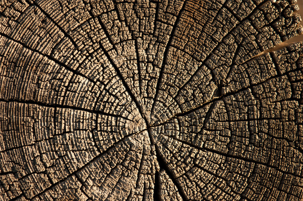 La consistenza del legno antico (tavola). vecchio sfondo di legno. vecchi pannelli in legno grunge usati come sfondo
 - Foto, immagini