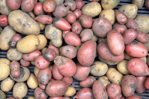 Sfondo patate rosse
 - Foto, immagini