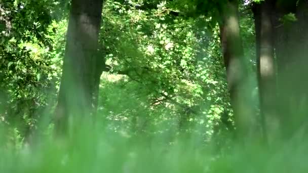 Park-louka (tráva a stromy)-štreka z pozemního - Záběry, video