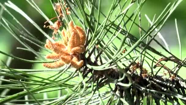 tree spruce - branch - detail needles - sunny - wind - Footage, Video