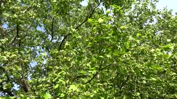 Natur - grüner Baum - Blätter fliegen im Wind - Filmmaterial, Video