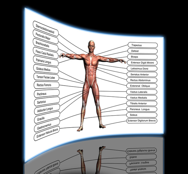 koncepce s vysokým rozlišením nebo konceptuální 3d anatomie člověka - Fotografie, Obrázek
