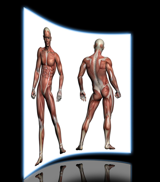 Anatomia Humana - Músculos Masculinos
 - Foto, Imagem