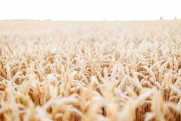 Wheat field - Foto, afbeelding