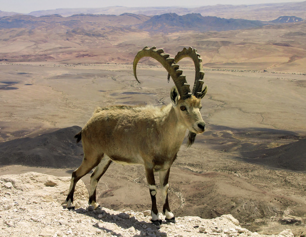 Mountain goat - Photo, Image