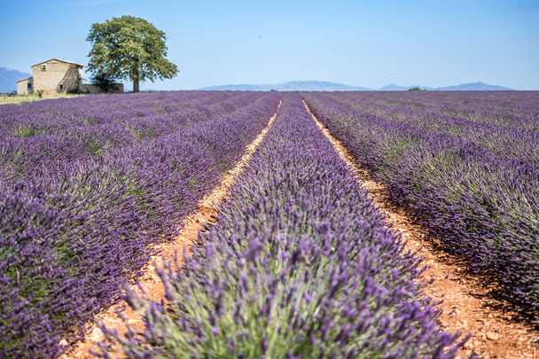 Lavendel velden, Provence - Foto, afbeelding