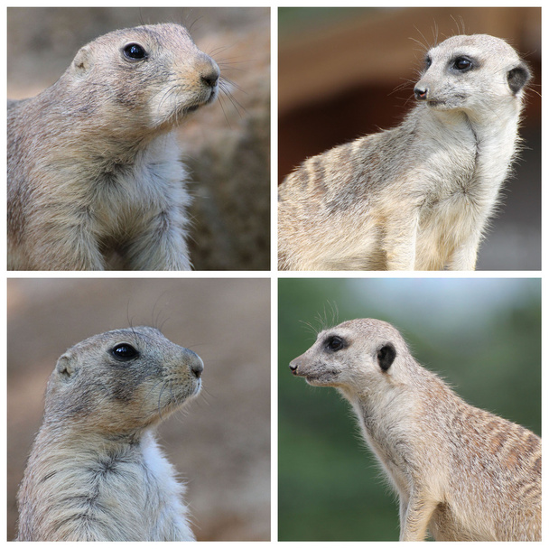 Nieświszczuk i suricate - Zdjęcie, obraz