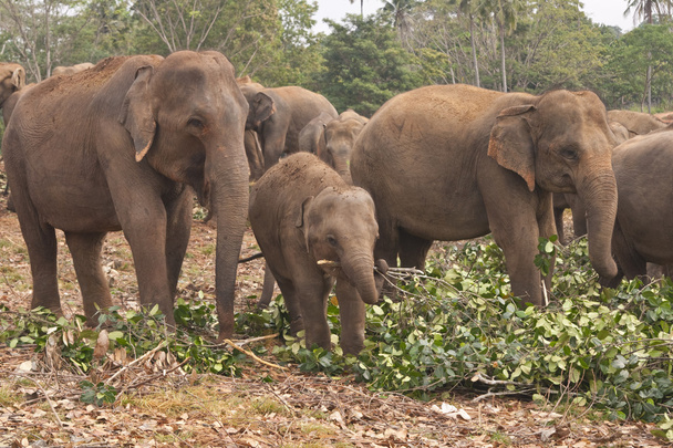słonie karmienia - Zdjęcie, obraz
