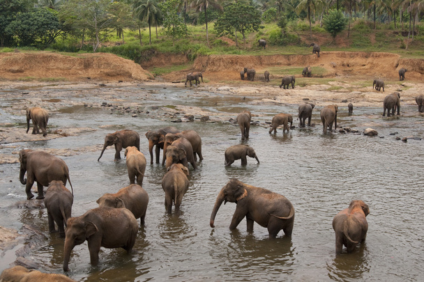 Купание слонов
 - Фото, изображение