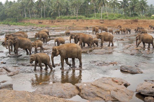Pinnawela Elephant Orphanage - Photo, Image