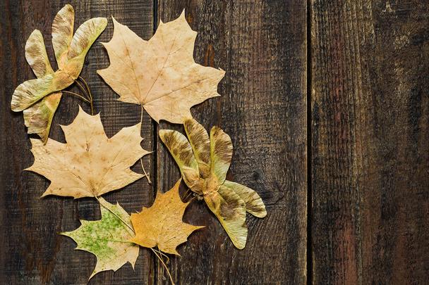 Жовте кленове листя з насінням на дерев'яному фоні
  - Фото, зображення
