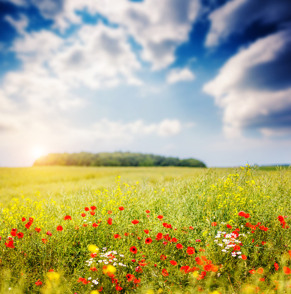 Sunny grass and red poppies - Valokuva, kuva