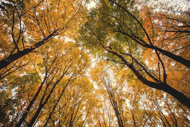Tree canopy in autumn beech forest - Photo, image