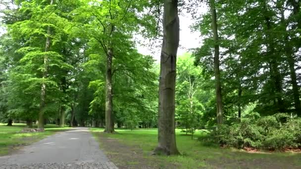 Panorama parku (lasu) z szlakiem-lato - Materiał filmowy, wideo