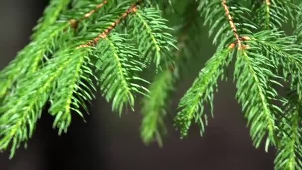 strom-smrk - větev - detail jehly - Záběry, video