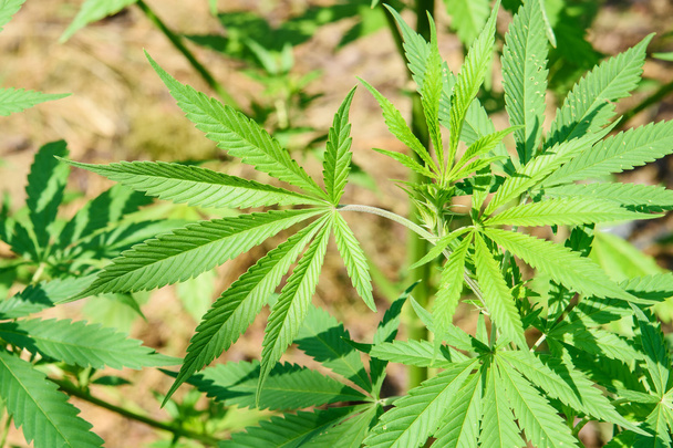 Marijuana plant - Photo, Image