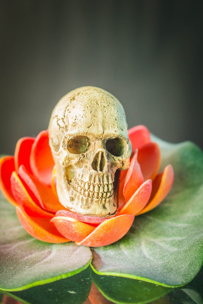 Skull on lotus - Foto, Bild