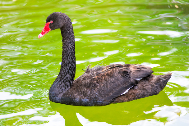 beautiful black swan swimming in the pond alone - Photo, Image