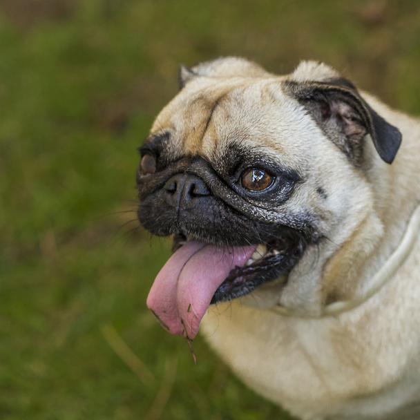Schattig carline pup hond portret met lange vuile tong - Foto, afbeelding
