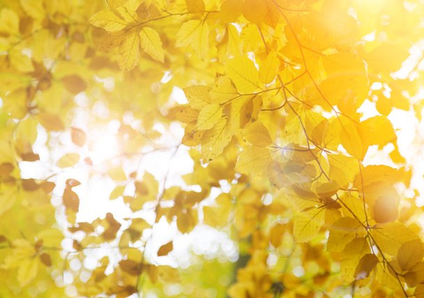Autumn background, nature pattern. - Фото, зображення