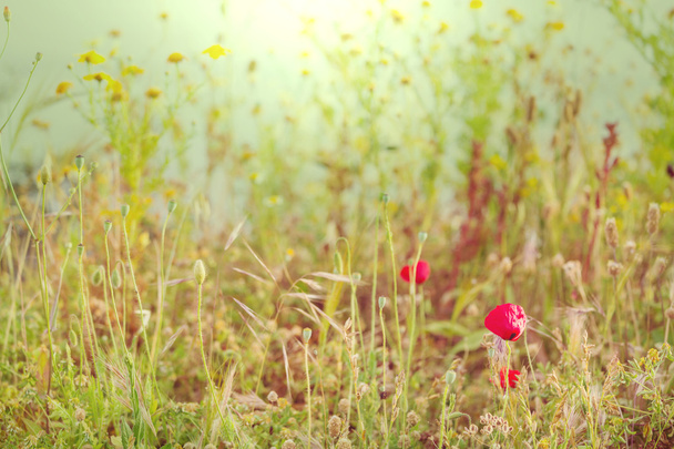 papoilas vermelhas florescentes
 - Foto, Imagem
