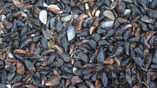 Черепашки мідії на березі Чорного моря, біля Одеси - Фото, зображення