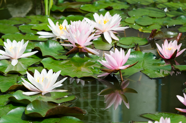 pembe lotus çiçekleri - Fotoğraf, Görsel