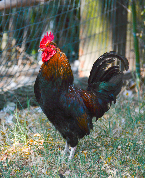 rooster impressive - Photo, Image
