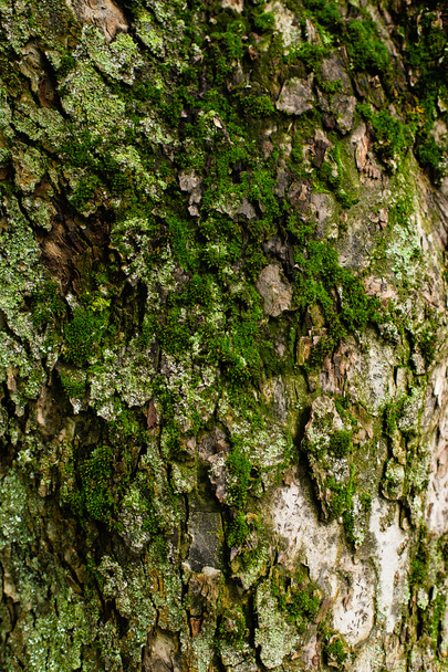 Covered with moss tree bark - Photo, Image
