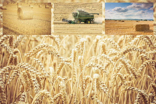 harvest - Photo, Image