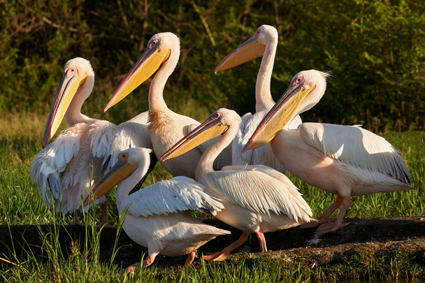 Великий білих пеліканів
 - Фото, зображення
