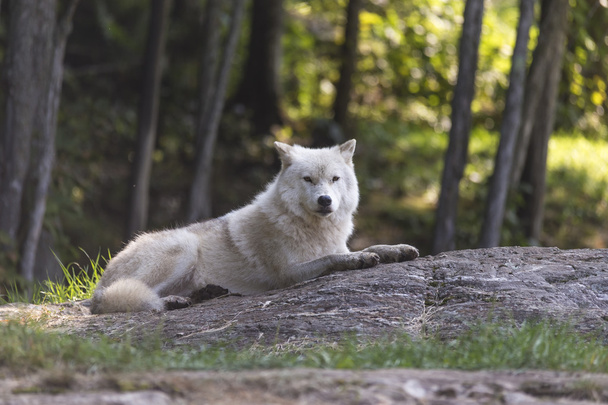 Lobo ártico solitario durante el otoño
 - Foto, Imagen