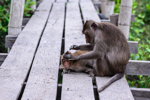 Małpa sprawdzanie pasożyta do jego kolega. - Zdjęcie, obraz